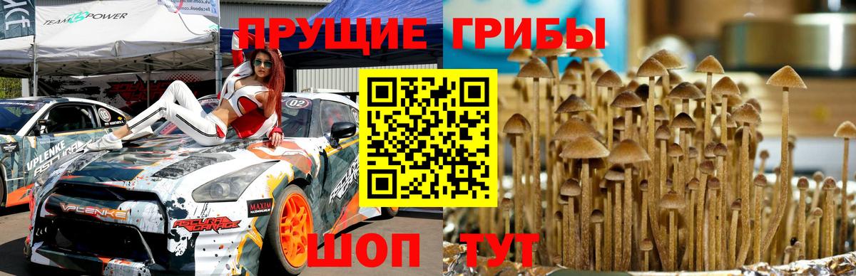 Славгород  Псилоцибиновые грибы MAGIC MUSHROOMS  где найти   Вход с VPN 